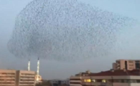 بالفيديو...استعراض مذهل لطيور الزرزور في سماء تركيا صورة رقم 1