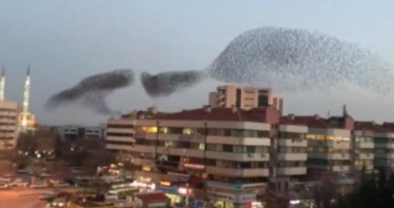 بالفيديو...استعراض مذهل لطيور الزرزور في سماء تركيا صورة رقم 2
