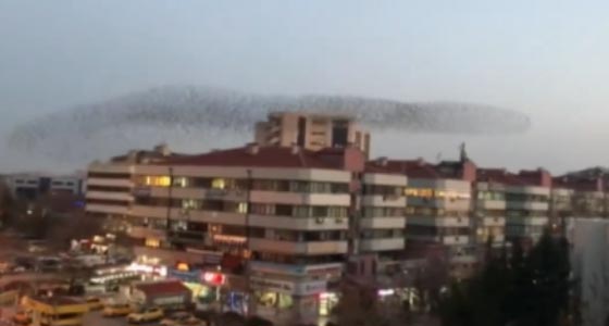 بالفيديو...استعراض مذهل لطيور الزرزور في سماء تركيا صورة رقم 4