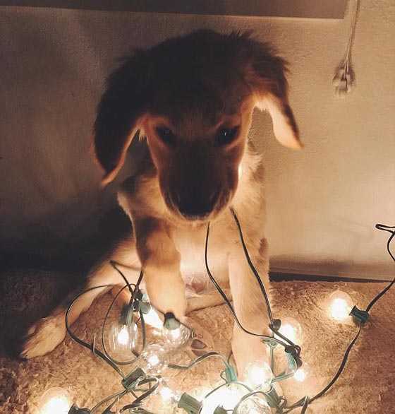 بالصور.. أخطاء افسدت احتفالات الكريسماس صورة رقم 6