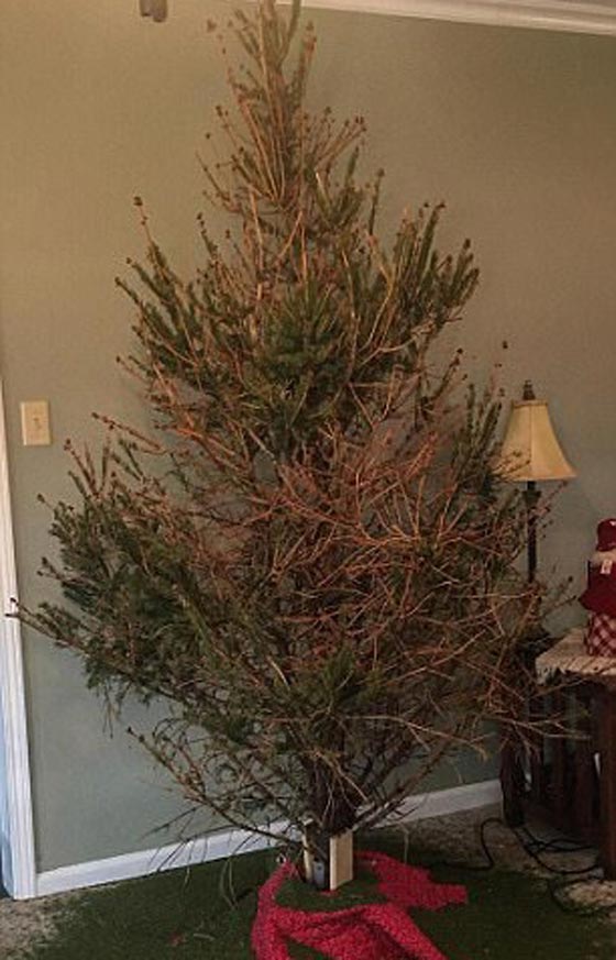 بالصور.. أخطاء افسدت احتفالات الكريسماس صورة رقم 7