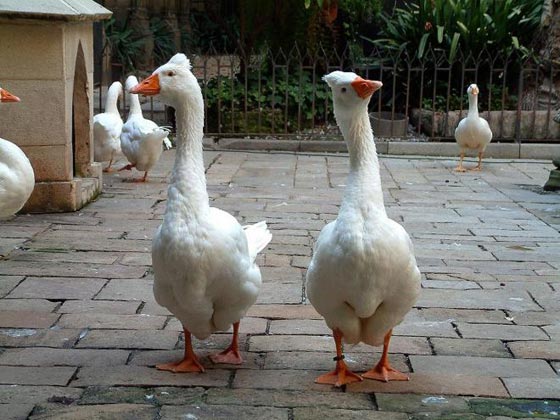 تعرفوا على حيوانات أثرت في حياة البشر بطرق غريبة صورة رقم 1