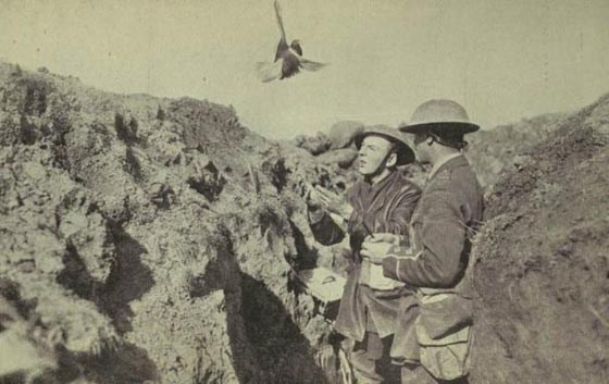 تعرفوا على حيوانات أثرت في حياة البشر بطرق غريبة صورة رقم 4