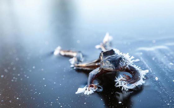 بالصور.. مشاهد غريبة لا تحدث الا في فصل الشتاء  صورة رقم 1