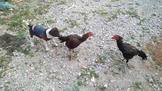 فيديو طريف.. كلب يفض شجارا بين دجاجتين صورة رقم 1