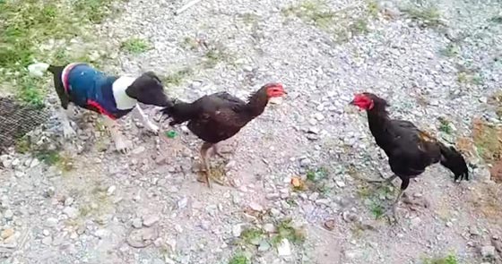 فيديو طريف.. كلب يفض شجارا بين دجاجتين صورة رقم 3