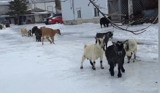 فيديو طريف لأغنام حاولت االسير على الجليد صورة رقم 1