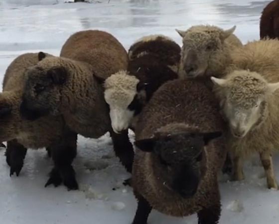 فيديو طريف لأغنام حاولت االسير على الجليد صورة رقم 3