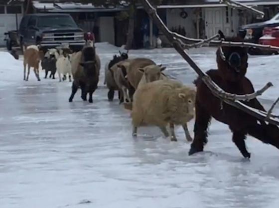 فيديو طريف لأغنام حاولت االسير على الجليد صورة رقم 2