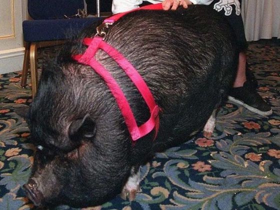 قصص حقيقية مؤثرة: حيوانات أنقذت مالكيها من موت محقق.. صور صورة رقم 2