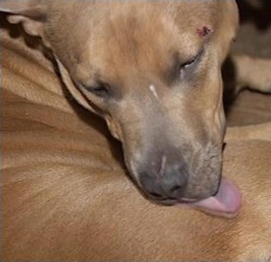 قصص حقيقية مؤثرة: حيوانات أنقذت مالكيها من موت محقق.. صور صورة رقم 5