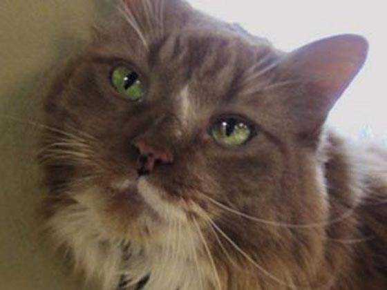 قصص حقيقية مؤثرة: حيوانات أنقذت مالكيها من موت محقق.. صور صورة رقم 6