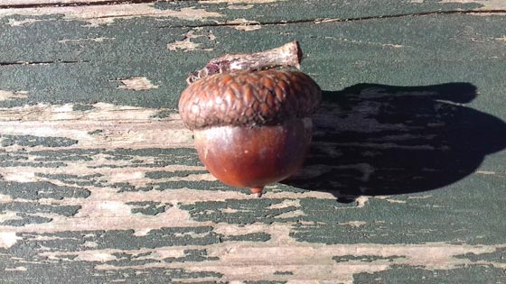 صور تمائم جلب الحظ في مختلف دول العالم صورة رقم 5