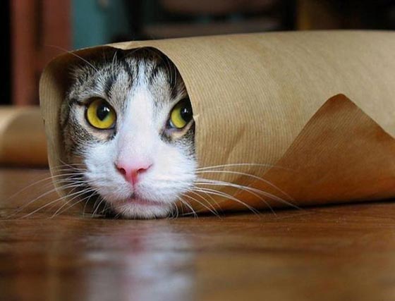 أشياء لا يمكن تخيلها  تم ارسالها عبر البريد صورة رقم 2