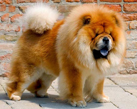  صور اذكى كلاب العالم.. من مختلف الانواع والاحجام صورة رقم 7