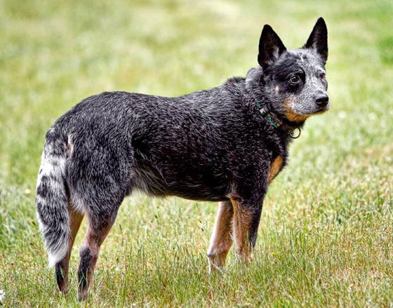  صور اذكى كلاب العالم.. من مختلف الانواع والاحجام صورة رقم 1