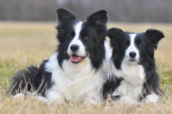  صور اذكى كلاب العالم.. من مختلف الانواع والاحجام صورة رقم 10