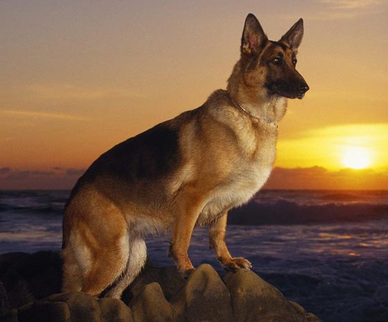  صور اذكى كلاب العالم.. من مختلف الانواع والاحجام صورة رقم 8