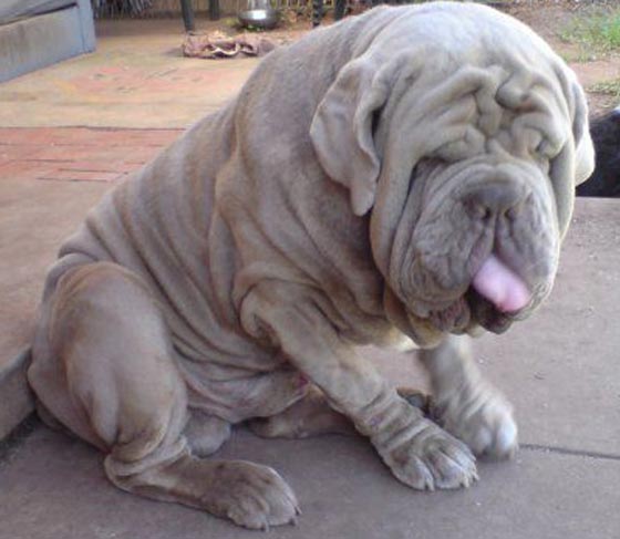  صور اذكى كلاب العالم.. من مختلف الانواع والاحجام صورة رقم 3