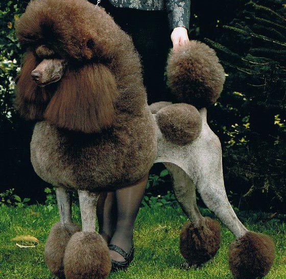  صور اذكى كلاب العالم.. من مختلف الانواع والاحجام صورة رقم 9