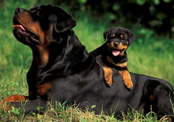  صور اذكى كلاب العالم.. من مختلف الانواع والاحجام صورة رقم 2