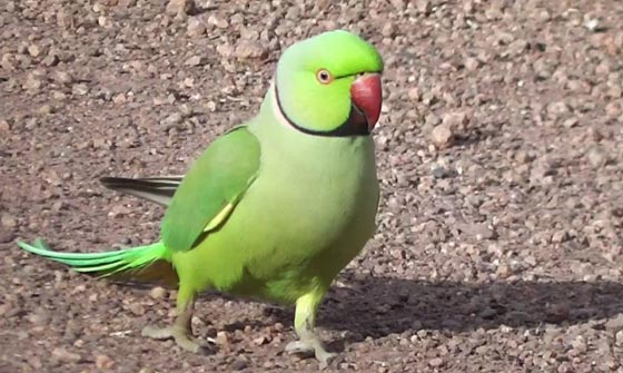 10 أحكام قضائية غريبة ضد حيوانات:محاكمة ببغاء يتحرش بالسيدات وديك ملحد! صورة رقم 4 10 أحكام قضائية غريبة ضد حيوانات:محاكمة ببغاء يتحرش بالسيدات وديك ملحد! صورة رقم 4