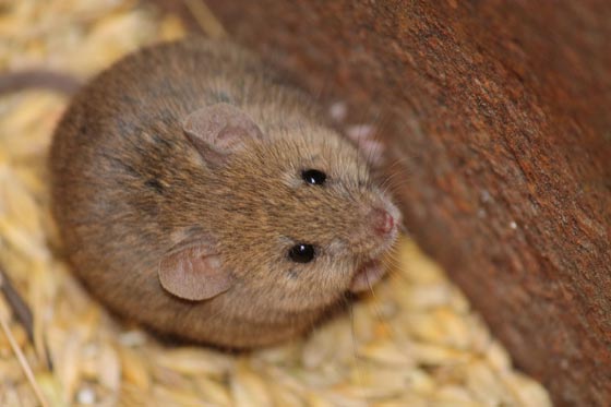 10 أحكام قضائية غريبة ضد حيوانات:محاكمة ببغاء يتحرش بالسيدات وديك ملحد! صورة رقم 10 10 أحكام قضائية غريبة ضد حيوانات:محاكمة ببغاء يتحرش بالسيدات وديك ملحد! صورة رقم 10