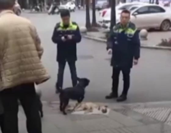فيديو مؤثر.. كلب مخلص يبدي وفاء منقطع النظير لكلب آخر صدمته سيارة صورة رقم 2 فيديو مؤثر.. كلب مخلص يبدي وفاء منقطع النظير لكلب آخر صدمته سيارة صورة رقم 2