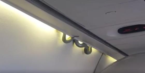 صورة رقم 3 - 5 مواقف غريبة وتصرفات أغرب من الركاب تسببت بهبوط طائرات! صورة رقم 3 - 5 مواقف غريبة وتصرفات أغرب من الركاب تسببت بهبوط طائرات!