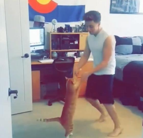 فيديو طريف.. لقطات غريبة لقطط وتصرفات غير متوقعة صورة رقم 5