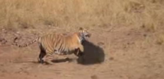 بالفيديو.. شاهدوا معركة عنيفة بين ذكر نمر وأنثى حيوان دب الكسلان صورة رقم 2