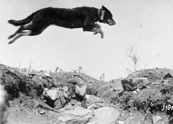 اليكم ابرز واغرب حروب العالم.. أسبابها كانت تافهة صورة رقم 5 اليكم ابرز واغرب حروب العالم.. أسبابها كانت تافهة صورة رقم 5