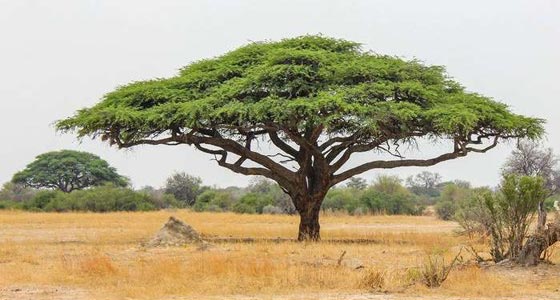صور أشهر النباتات الخارقة.. تمتلك حواس غير عادية صورة رقم 9