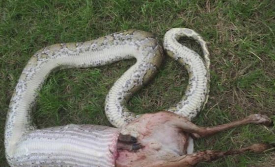 بافيديو.. أفعى تبتلع غزالة أمريكية كاملة صورة رقم 1
