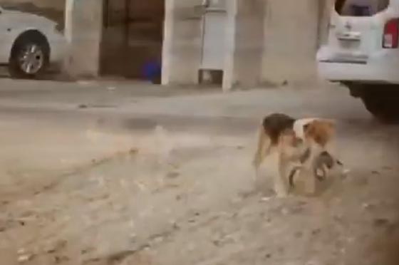 فيديو مؤثر.. كلب يبحث عن مكان ليدفن فيه قط ميت صورة رقم 1