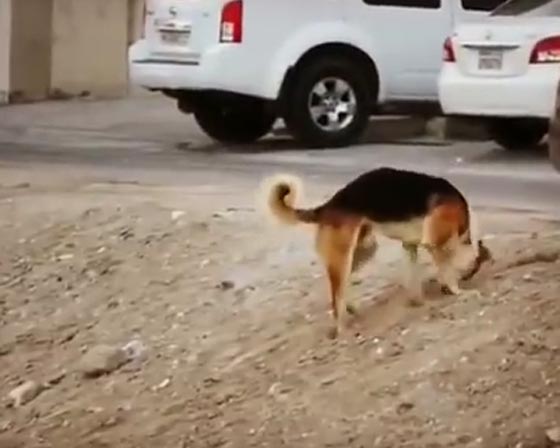 فيديو مؤثر.. كلب يبحث عن مكان ليدفن فيه قط ميت صورة رقم 3