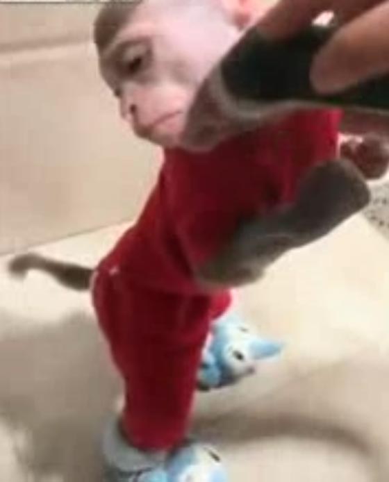 فيديو طريف لقرد أثناء حلاقة لحيته  صورة رقم 1
