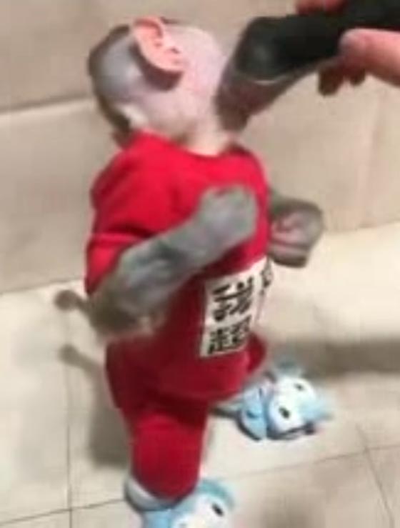 فيديو طريف لقرد أثناء حلاقة لحيته  صورة رقم 2