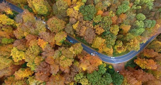 اليكم أكثر 15 مدينة امتلاكا للأشجار صورة رقم 5
