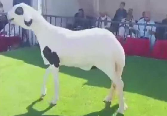 بالفيديو.. ملكة جمال الأغنام في ليبيا! صورة رقم 1