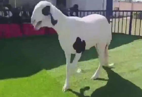 بالفيديو.. ملكة جمال الأغنام في ليبيا! صورة رقم 2
