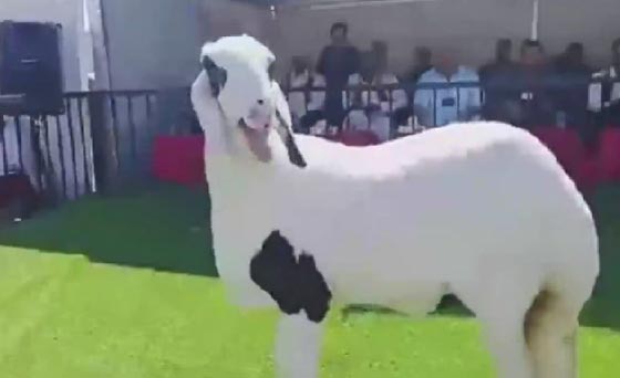 بالفيديو.. ملكة جمال الأغنام في ليبيا! صورة رقم 3