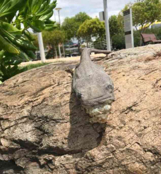 صور سمكة مخيفة على شاطئ أسترالي تثير الرعب صورة رقم 3