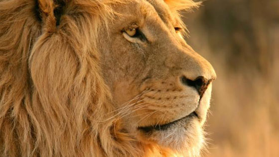 تعرفوا على 15حيواناً الأكثر خطورة وتسبباً بالموت في العالم صورة رقم 3 تعرفوا على 15حيواناً الأكثر خطورة وتسبباً بالموت في العالم صورة رقم 3