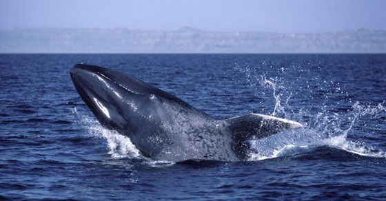 تعرفوا على حيوانات حطمت الأرقام القياسية بأحجامها  صورة رقم 9