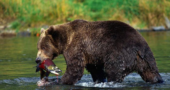 تعرفوا على حيوانات حطمت الأرقام القياسية بأحجامها  صورة رقم 4