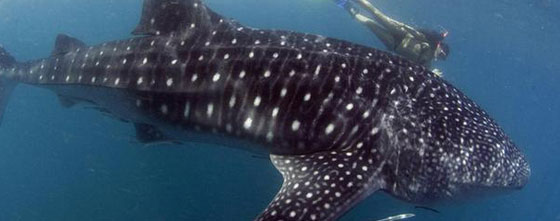 تعرفوا على حيوانات حطمت الأرقام القياسية بأحجامها  صورة رقم 8