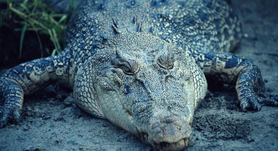 تعرفوا على حيوانات حطمت الأرقام القياسية بأحجامها  صورة رقم 7