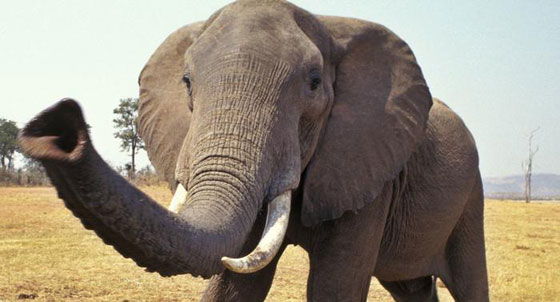 تعرفوا على حيوانات حطمت الأرقام القياسية بأحجامها  صورة رقم 5