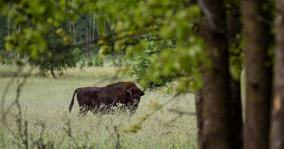 تعرفوا على حيوانات حطمت الأرقام القياسية بأحجامها  صورة رقم 3
